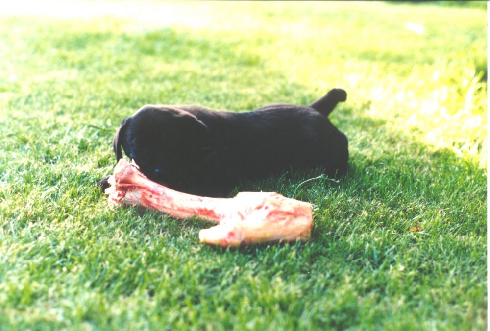 Molly and a bone